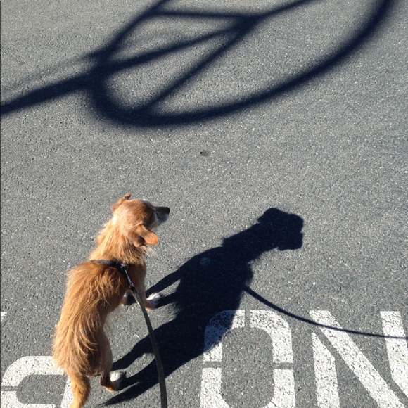 Meet your Posher, Shirley - Picture 2 of 4